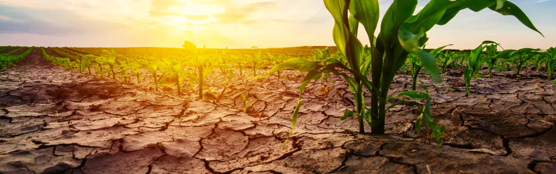 A influência do meio ambiente na produção de alimentos